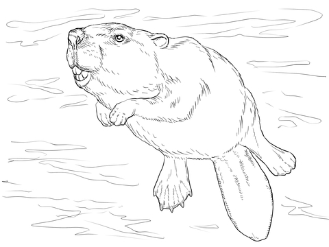 Swimming Beaver Coloring Page